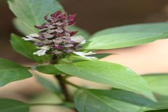 Ocimum basilicum var. basilicum